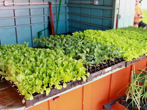 Bancadas de mudas no viveiro Gilmar Mudas em Pontal-SP