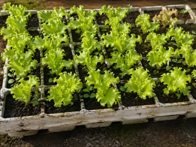 Muda de Alface Crespa