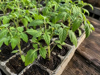 Muda de Tomate Cereja